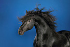 Friesian horse in studio