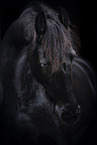 Frisian Horse