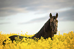 Frisian
