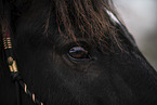 Frisian