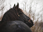 Frisian
