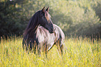 Frisian mare