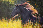 Frisian mare
