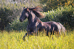 Frisian mare