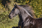 Frisian mare