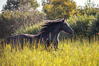 Frisian mare