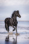 Friesian horse