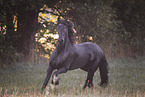 Friesian