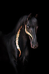 Frisian horse