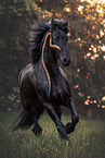 Frisian horse
