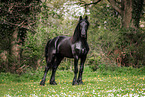 Frisian