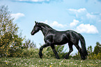 Frisian