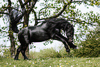 Frisian