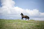 Frisian Horse