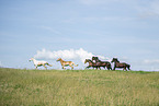 Frisian Horse