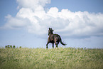 Frisian Horse