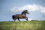 Frisian Horse