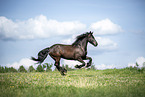 Frisian Horse