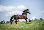 Frisian Horse