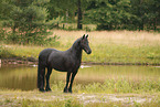 Frisian Horse