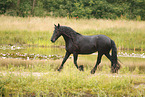 Frisian Horse