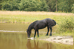 Frisian Horse
