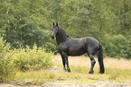 Frisian Horse