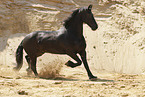 Frisian Horse