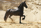 Frisian Horse