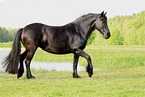 Frisian Horse