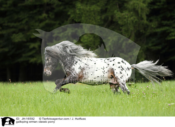 galoppierendes Deutsches Classic-Pony / galloping erman classic pony / JH-16592