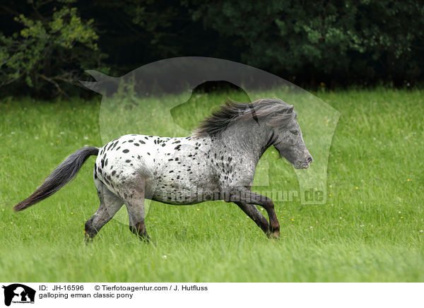 galoppierendes Deutsches Classic-Pony / galloping erman classic pony / JH-16596