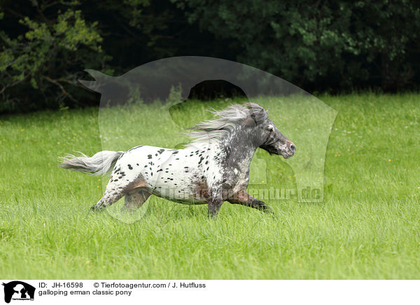 galoppierendes Deutsches Classic-Pony / galloping erman classic pony / JH-16598