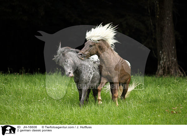 2 Deutsche Classic-Ponys / 2 german classic ponies / JH-16606