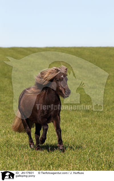 galoppierender Deutsches Classic-Pony / galloping pony / JH-17601