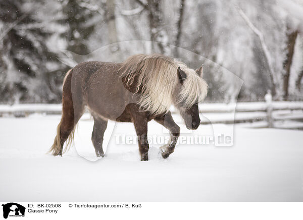 Classic Pony / BK-02508