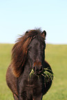 pony portrait