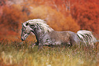 German Classic Pony