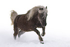 Classic Pony