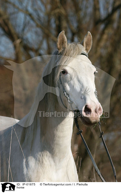 horse / IP-01875