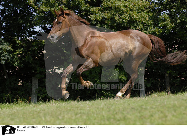 Horse / AP-01840