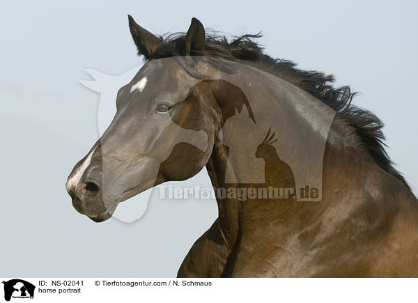 horse portrait / NS-02041