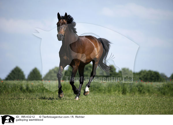 galloping warmblood / RR-43212