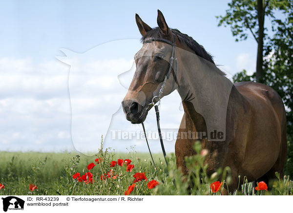 Deutsches Reitpferd Portrait / warmblood portrait / RR-43239
