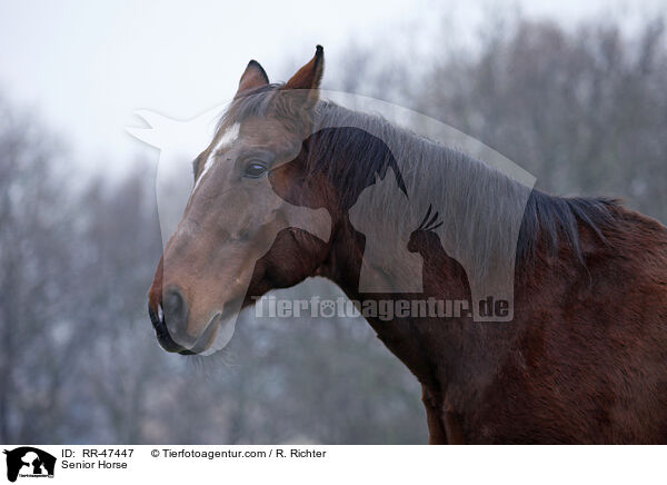 Senior Horse / RR-47447