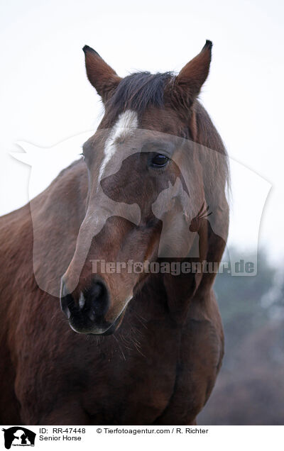 Senior Horse / RR-47448