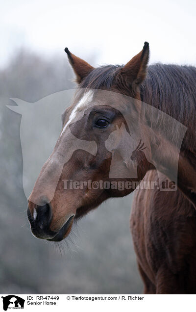 Senior Horse / RR-47449