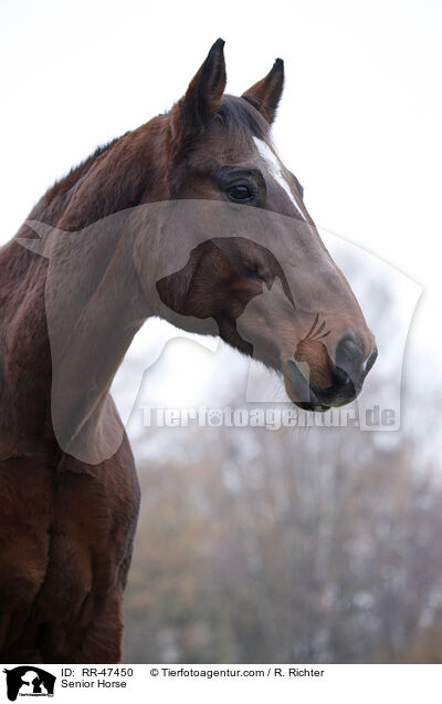 Senior Horse / RR-47450