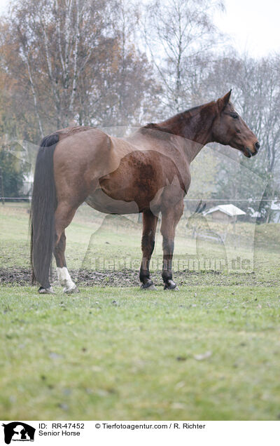 Senior Horse / RR-47452