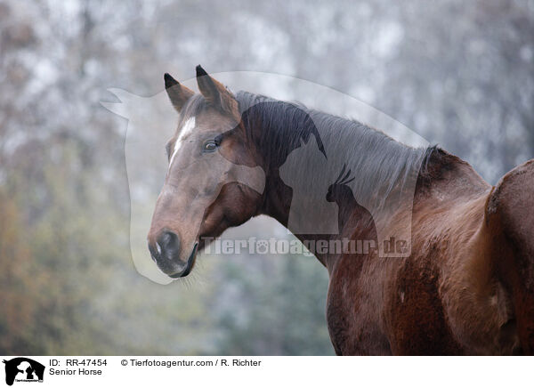 Senior Horse / RR-47454
